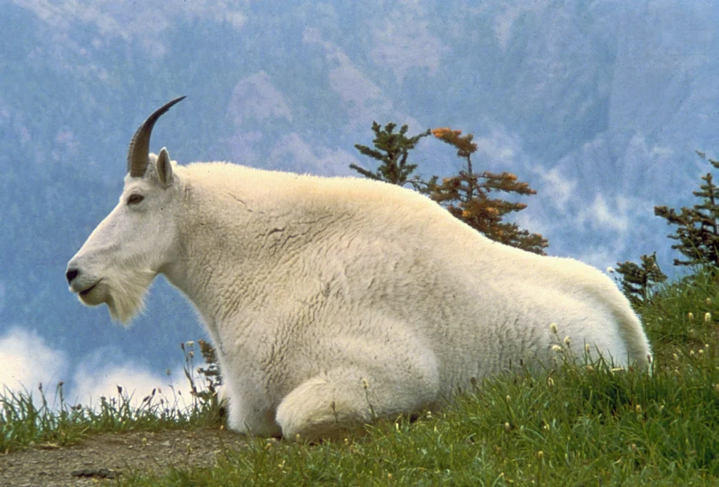 Erek Erek Kambing